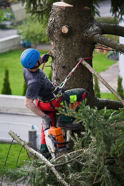 Best Tree Risk Assessment  in Barrackville, WV